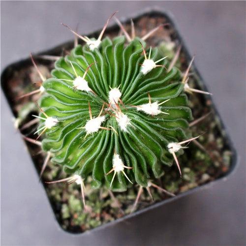 Real Live Succulent Cactus Plant :  Stenocactus Multicostatus variegata