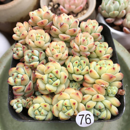 Real Live Succulent Cactus Plant :  Echeveria 'Caramel Spirit'