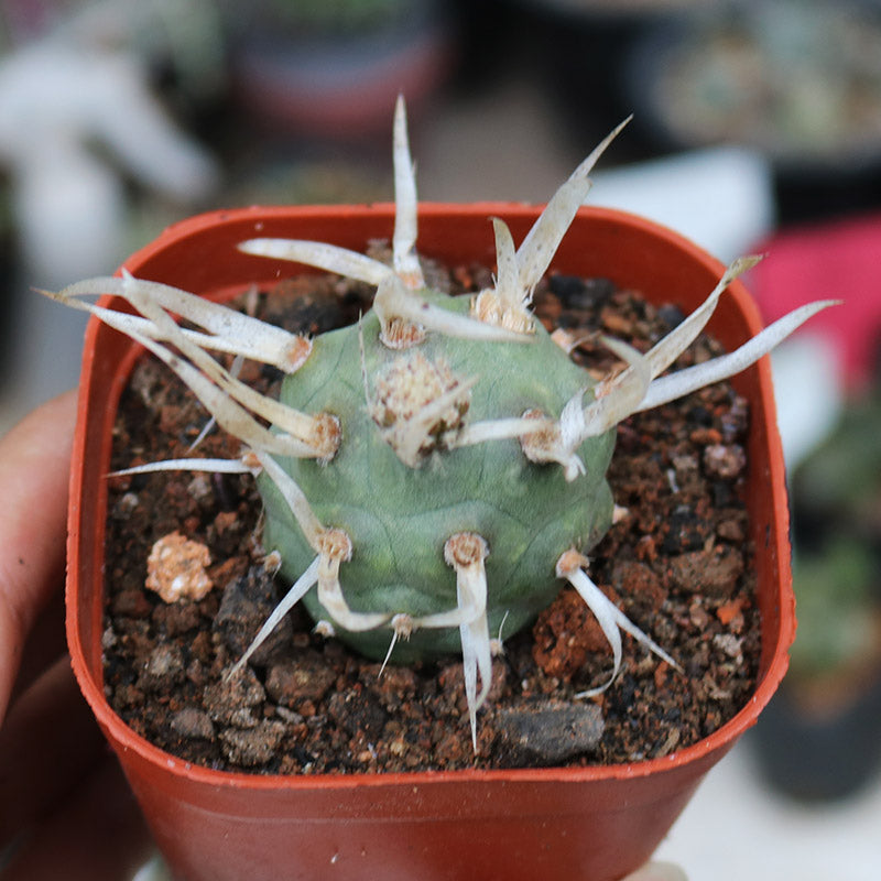 Real Live Succulent Cactus Plant :  Tephrocactus articulatus var. papyracanthus Paper Spine Cactus