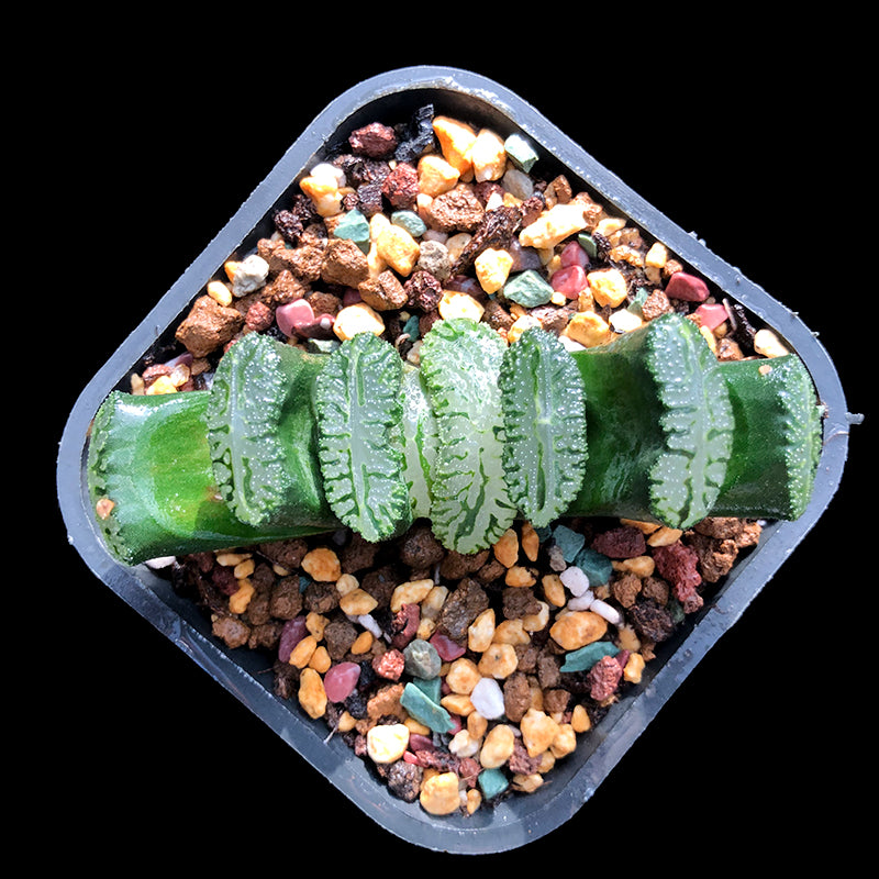 Real Live Succulent Cactus Plant :  Haworthia Truncata R2