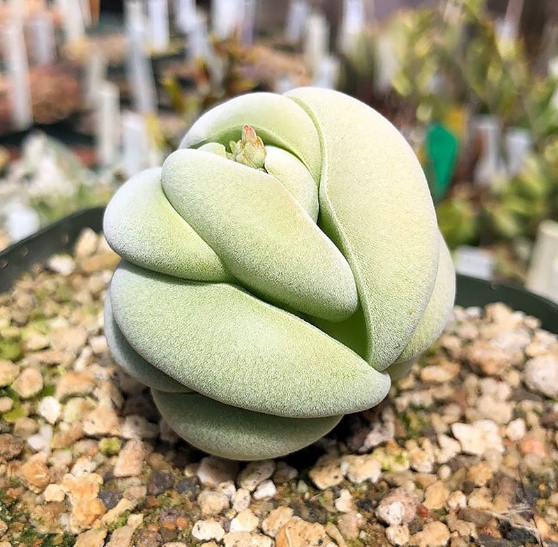 Real Live Succulent Cactus Plant : Crassula Alstonii