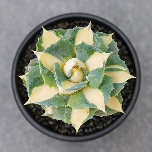 Real Live Succulent Cactus Plant :  Agave Potatorum Verschaffeltii variegata