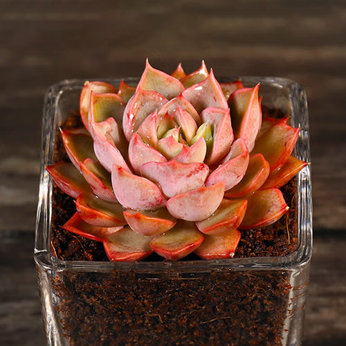 Real Live Succulent Cactus Plant :  Echeveria 'Rowan'