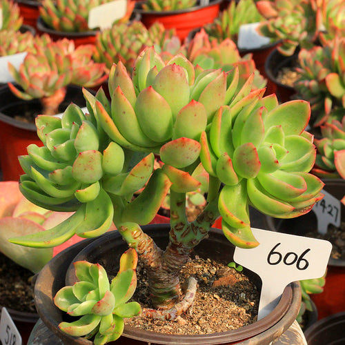 Real Live Succulent Cactus Plant :  Echeveria Golden Glow Cluster