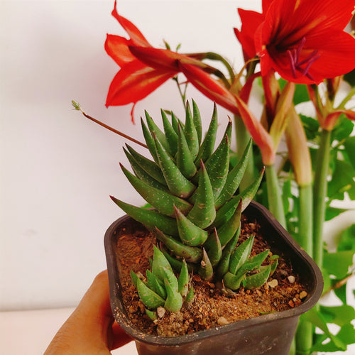 Haworthia glauca (Baker) G. D. Rowley var. herrei (Poelln.) M. B. Bayer : Real Live Succulent Cactus Plant