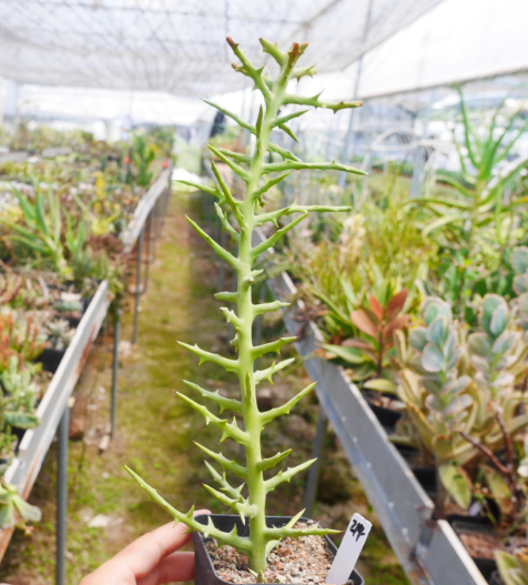 Real Live Succulent Cactus Plant : Euphorbia stenoclada Baill