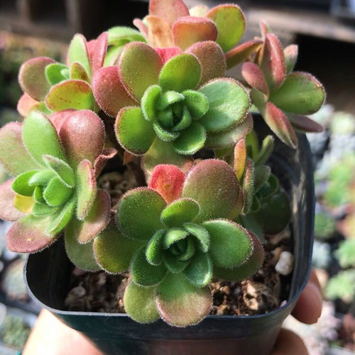 Real Live Succulent Cactus Plant :  Aeonium Saundersii