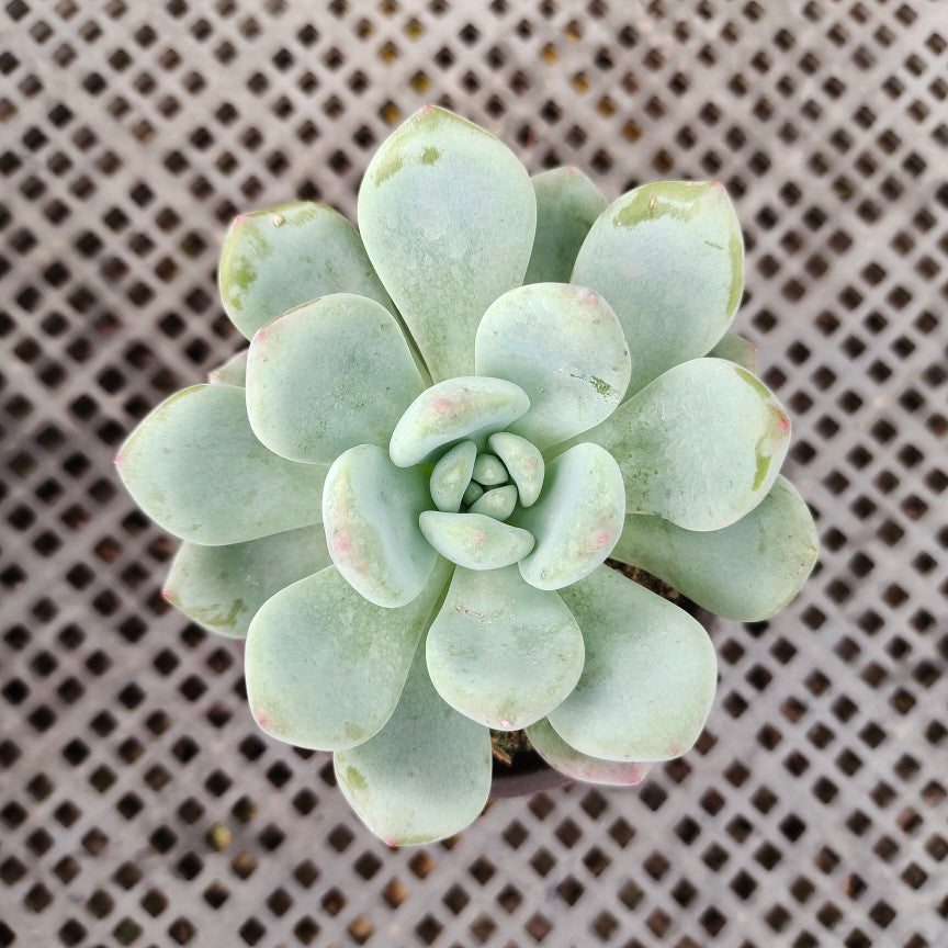 hy vee succulent plants Real Live Succulent Cactus Plant : Echeveria 'Wangshu' – Succulent Zone