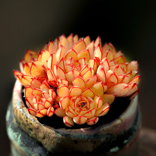 Real Live Succulent Cactus Plant :  Echeveria Cinderella