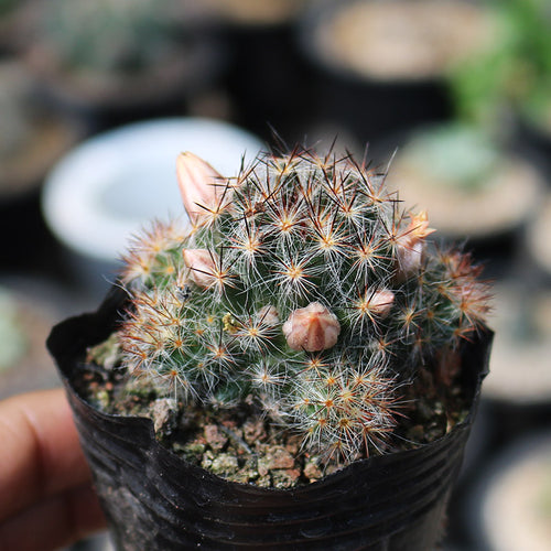 Mammillaria prolifera (Mill.) Haw. : Real Live Succulent Cactus Plant