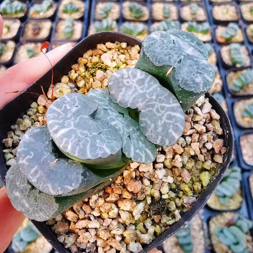 Real Live Succulent Cactus Plant :  Haworthia Truncata Onawa