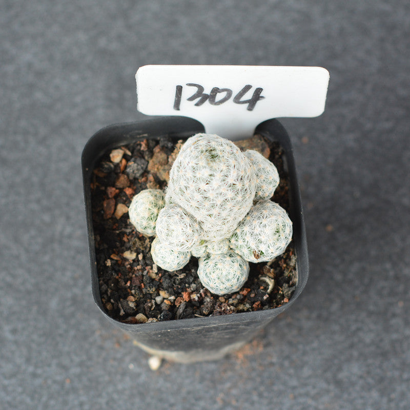 Real Live Succulent Cactus Plant :  Mammillaria humboldtii var. caespitosa