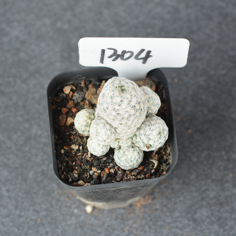 callistephus plant Callistephus 'Light Blue' Seeds – Stocks & Green main image 0