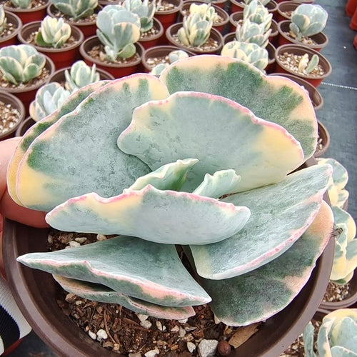 Cotyledon undulata 'Hybrid Variegata' : Real Live Succulent Cactus Plant