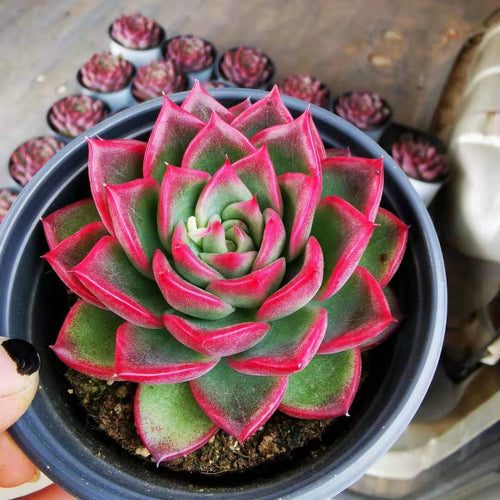Real Live Succulent Cactus Plant :  Echeveria Fire Pillar