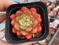 Real Live Succulent Cactus Plant : Echeveria 'Green Apple'