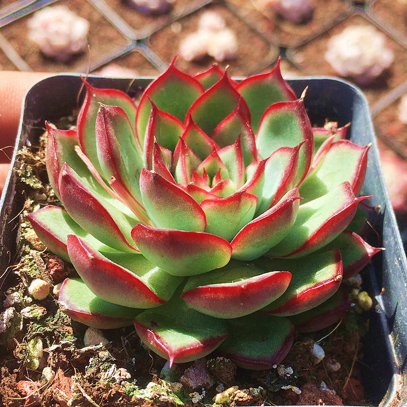 Real Live Succulent Cactus Plant :  Echeveria Firefly