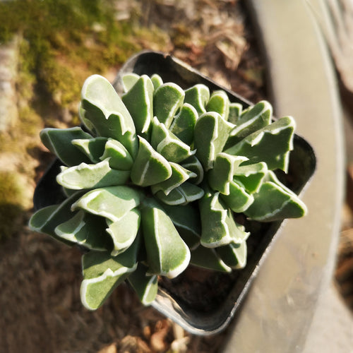 Faucaria bosscheama (A. Berger) Schwantes : Real Live Succulent Cactus Plant