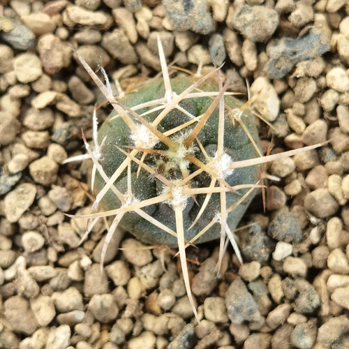 Gymnocalycium spegazzinii 'Long Spine' : Real Live Succulent Cactus Plant