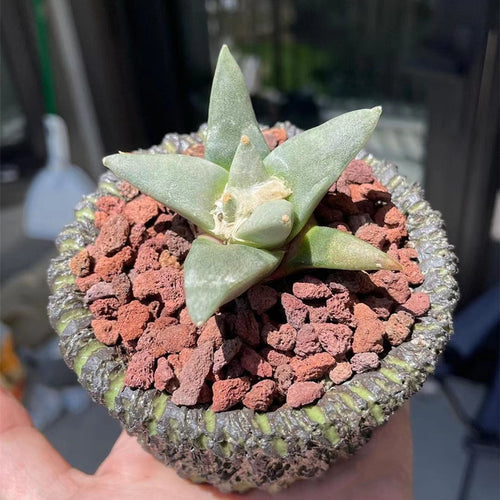 Real Live Succulent Cactus Plant :  Ariocarpus retusus Scheidw.