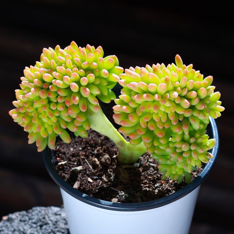 Real Live Succulent Cactus Plant :  Sedum 'Lemon Finger Cristata'
