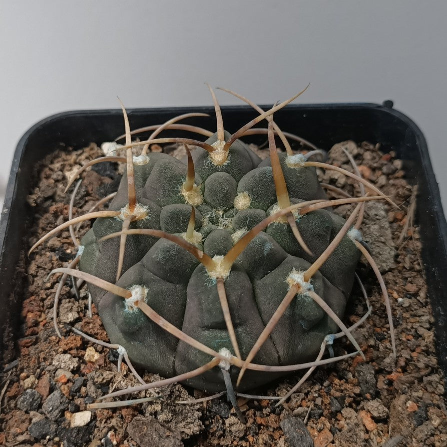 Real Live Succulent Cactus Plant :  Gymnocalycium spegazzinii