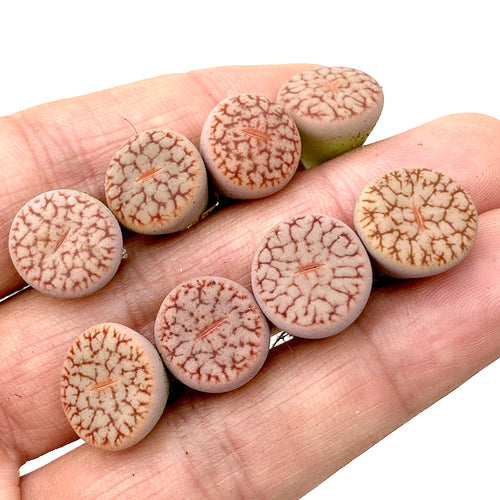 Live Succulent Lithops Cactus Pseudotruncatella Plant : Dendritica