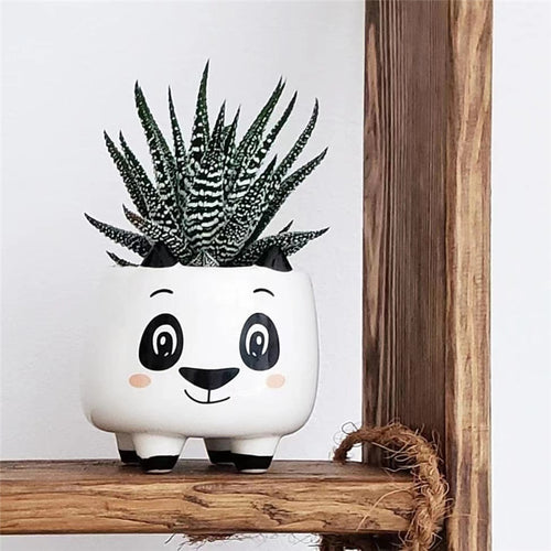 Haworthia 'Elegans' : Real Live Succulent Cactus Plant
