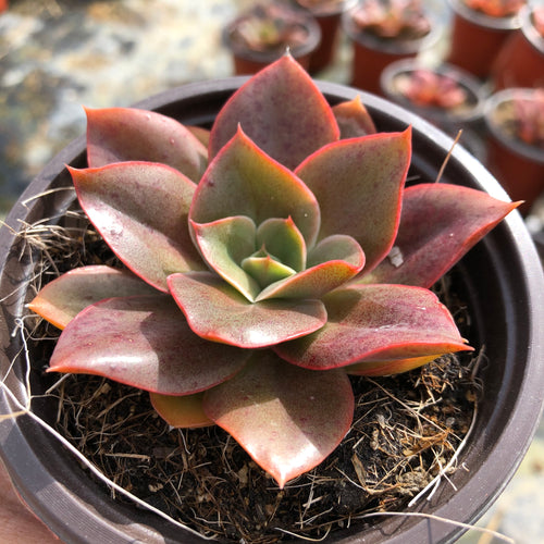Real Live Succulent Cactus Plant :  Echeveria 'Yamato-no-Mai'