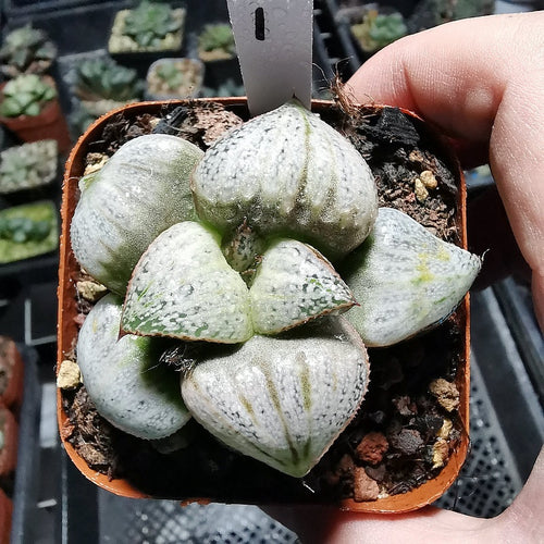 Real Live Succulent Cactus Plant :  Haworthia Splendens cv. Taj Mahal