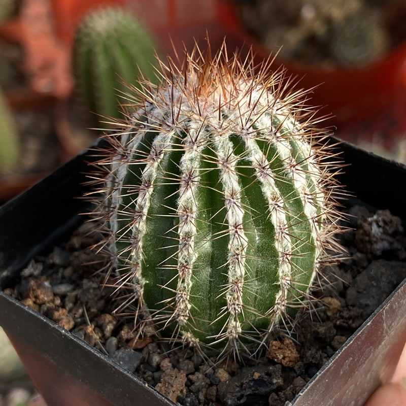 Real Live Succulent Cactus Plant :  Echinopsis cv. Haku-jo Maru