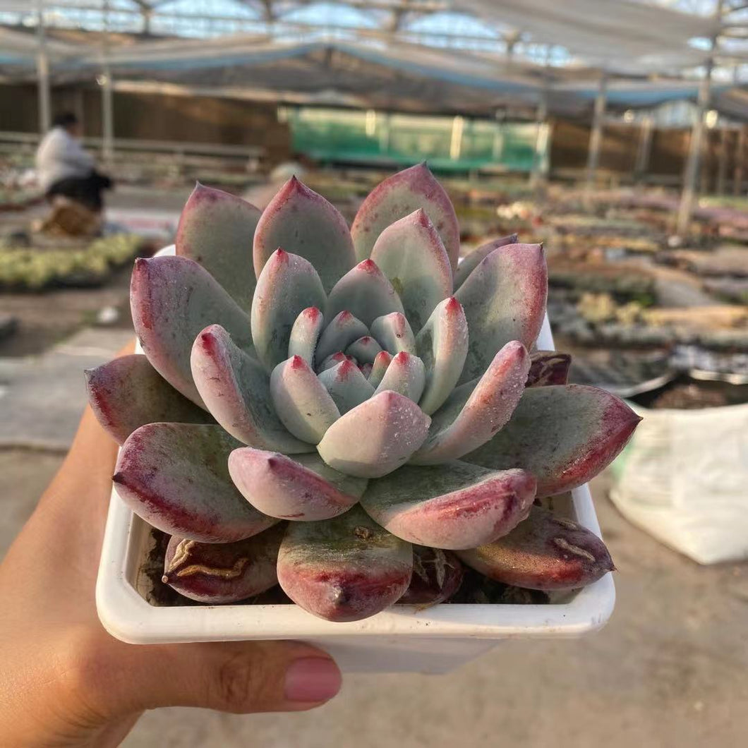 polar bear succulent Real Live Succulent Cactus Plant : Echeveria Polar Bear