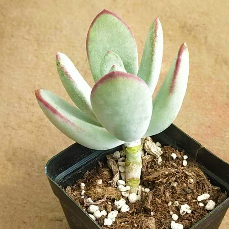 Cotyledon orbiculata 'Fukudaruma' : Real Live Succulent Cactus Plant