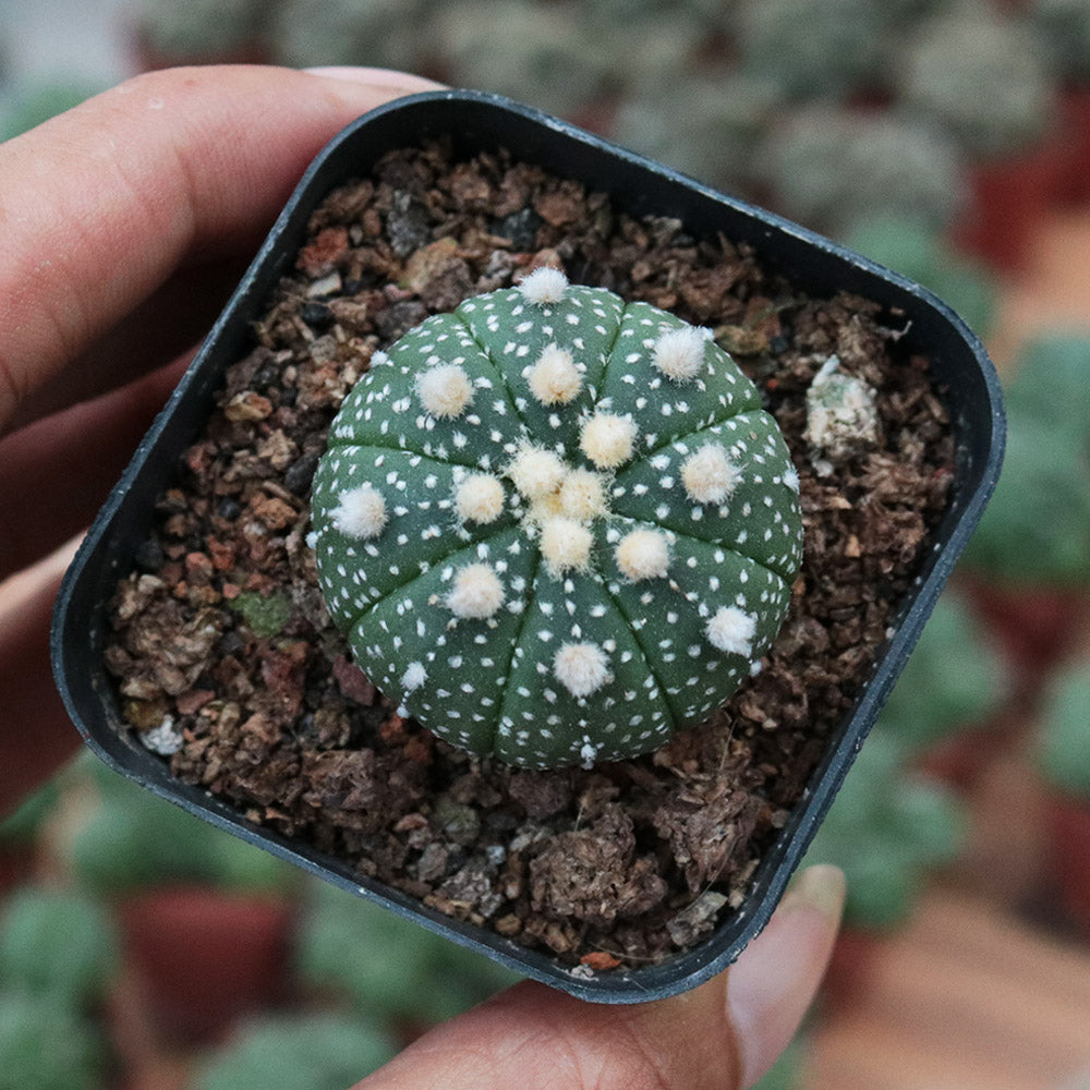 Real Live Succulent Cactus Plant :  Astrophytum asterias