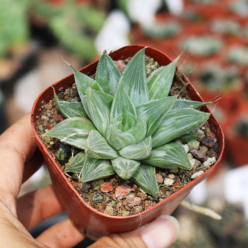 Haworthia x cuspidata 'Variegata' : Real Live Succulent Cactus Plant