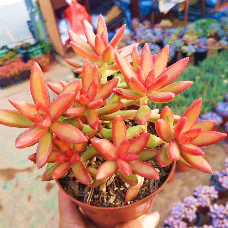 Real Live Succulent Cactus Plant : Sedum adolphii 'Firestorm'