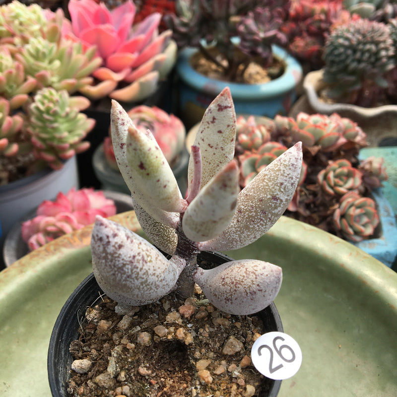 succulent adromischus Adromischus filicaulis subsp. marlothii Tölken 'Snow Tree' : Real Live Succulent Cactus Plant