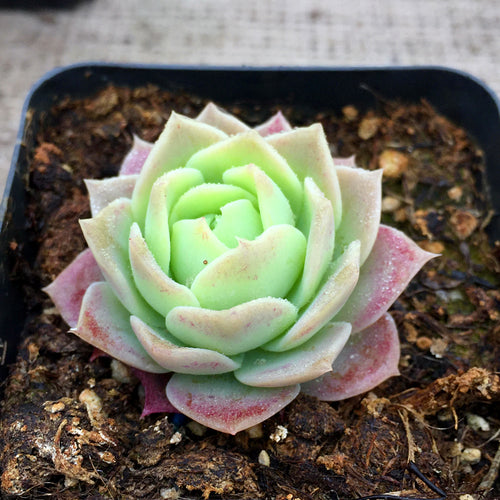 Real Live Succulent Cactus Plant :  Graptoveria 'Jadeíta' / 'Jadeita'