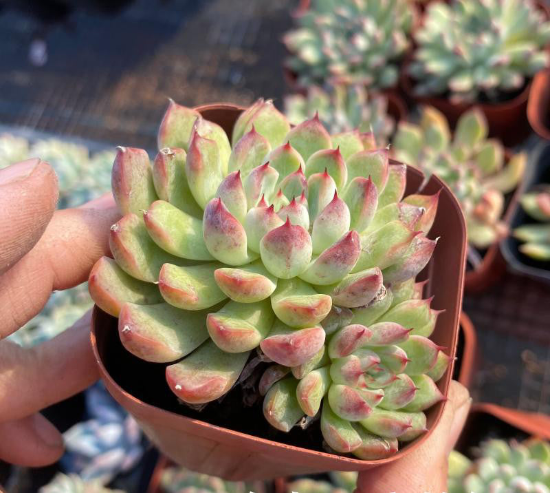 Real Live Succulent Cactus Plant : Echeveria 'Athena'