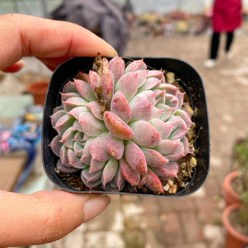 Real Live Succulent Cactus Plant :  Echeveria 'Iria Cristata'