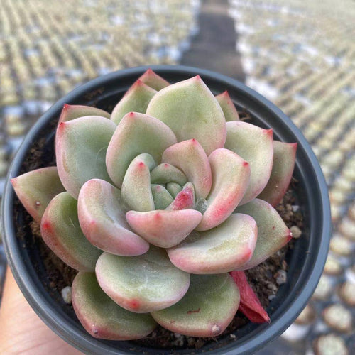 Real Live Succulent Cactus Plant :  Echeveria Baekya White Knight