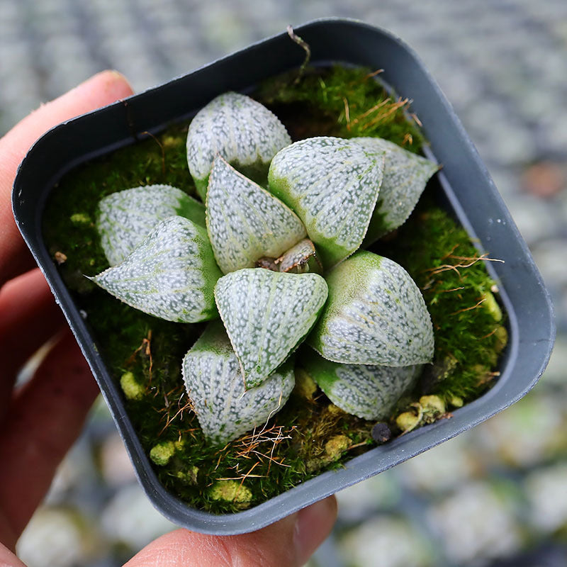 Haworthia splendens 'Audrey' : Real Live Succulent Cactus Plant – Succulent  Zone
