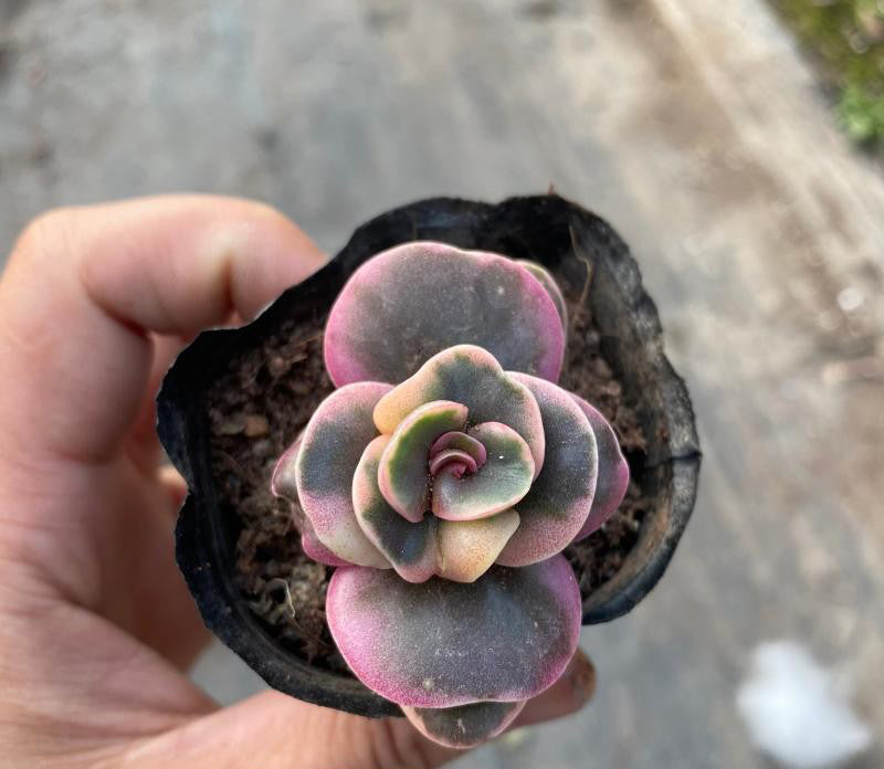 Real Live Succulent Cactus Plant : Kalanchoe rotundifolia (Haw.) Haw. –  Succulent Zone