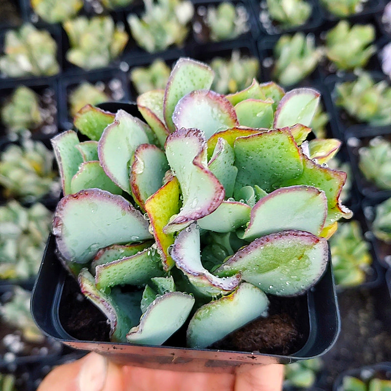 crassula blue bird succulent Real Live Succulent Cactus Plant : Crassula arborescens 'Blue Bird'