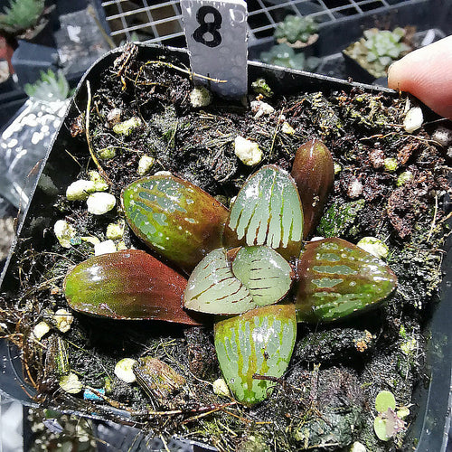 Real Live Succulent Cactus Plant :  Haworthia springbokvlakensis