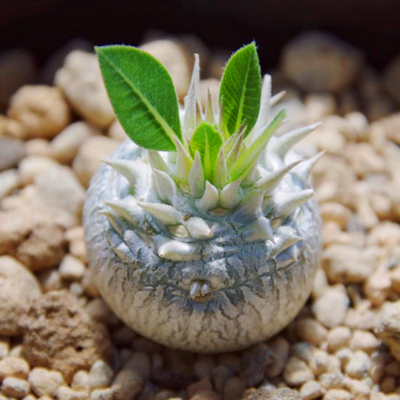 brevicaule succulent Real Live Succulent Cactus Plant : Pachypodium Brevicaule