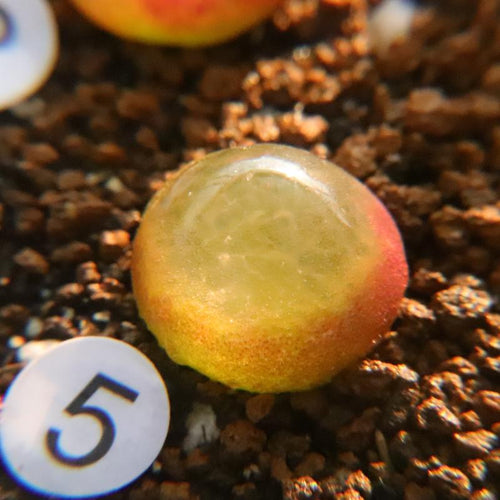 Real Live Succulent Cactus Plant :  Conophytum burgeri Burger's onion Little Light Bulbs