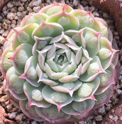 Real Live Succulent Cactus Plant :  Echeveria sp. 'Gilo'