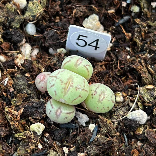 Conophytum uviforme (Haw.) N. E. Br. : Real Live Succulent Lithops Pseudotruncatella Plant