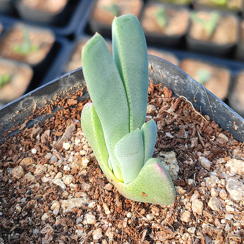 Real Live Succulent Cactus Plant :  Cheiridopsis brownii